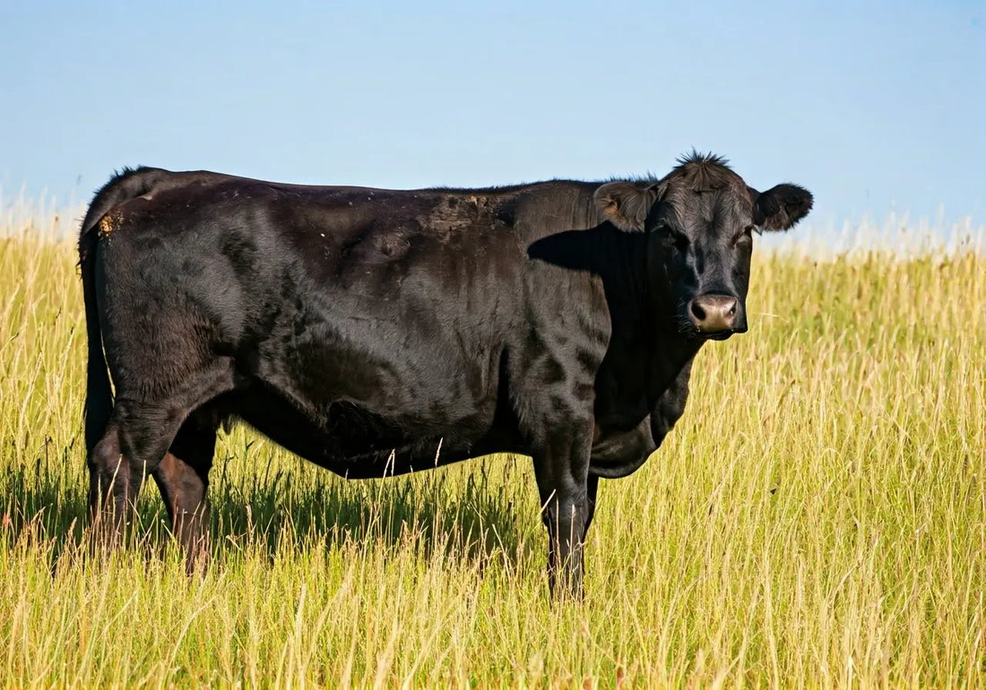 The Importance of Quality Meat in Great BBQ.
